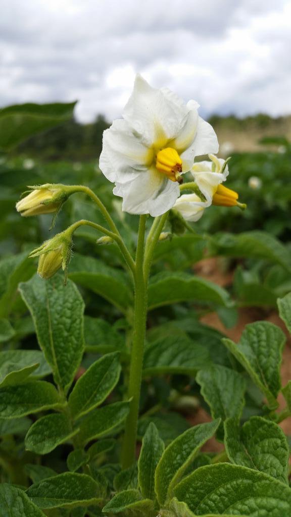 La flor de la patata - Hijolusa